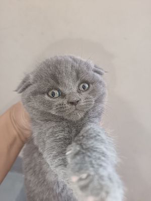 Мушукчалар сотуви