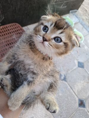 Кошка Скоттиш Фолд Шиншилла