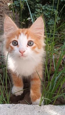 Мушукча котёнок