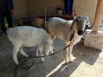 Qoʻy qazoqi ona bola