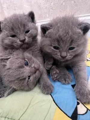 Продаётся чистокровные котята скоттиш-страйт