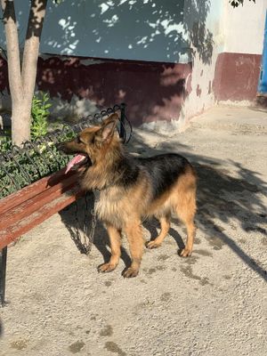 Немецкая Овчарка