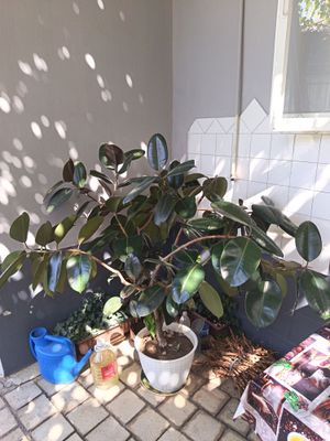 10 летний Фикус.