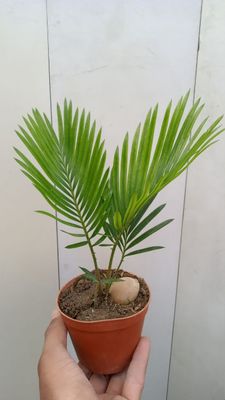 Cycas revoluta Hona gullari Цикас поникающий комнатная растения