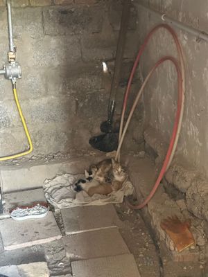 Отдам даром в добрые руки кошку и 3 котят