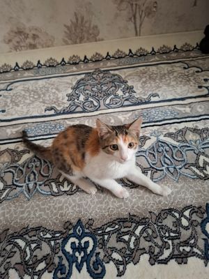 отдам бесплатно кошку