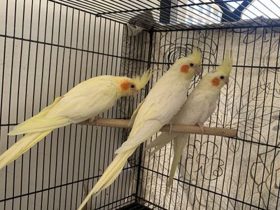 корелла пара боласи ва тухум, уй, кафасл билан бонусига ок кичкина куш