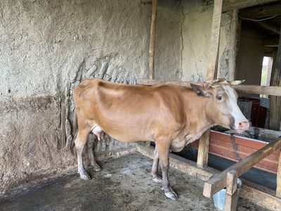 Ona bola sigir sotiladi