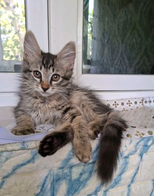 котята ответственные руки