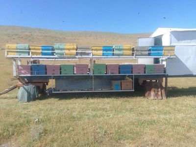 Асал ари телешка ариси билан сотилади