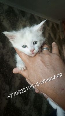 Продаётся Мейн-кунчик Котёнок Мальчик Дёшево!