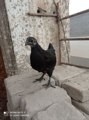Aym cemani va qora shahzoda joʻjalari sotiladi