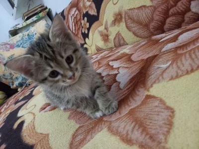 Котенок в хорошие руки