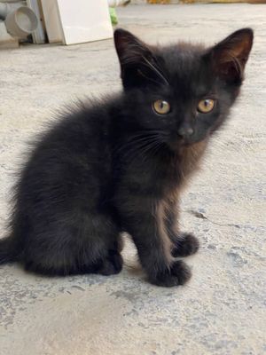 Котята Американский керл