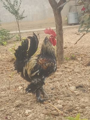 Xashaki xoroz sotiladi