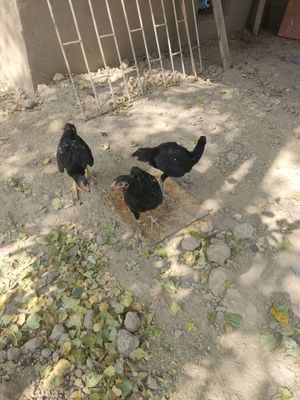 3 ta kotasi 3 oylik juja. 6 ta kichkinasi 2 oylik