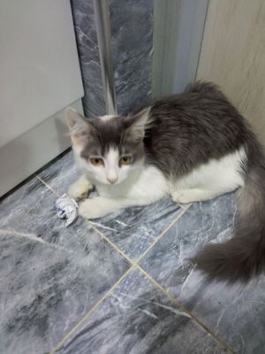 Mushuk sotiladi qiz bola