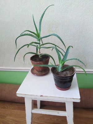 Алоэ комнатный цветок
