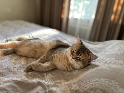 Приглашаем кошечек на вязку