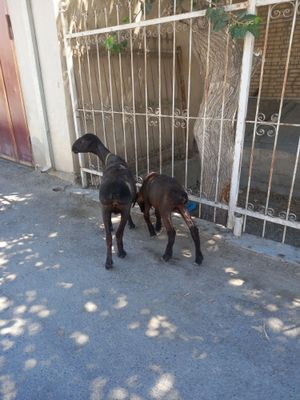 ona bola sotlade