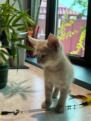 Продам котят домашних