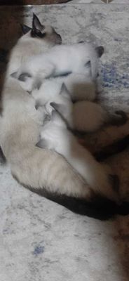 Продаю котят сеамские чистокровные