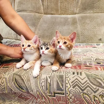 Бесплатно котята в добрые руки