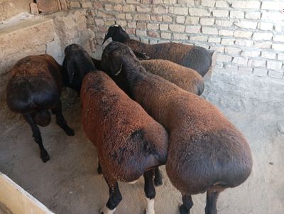 Qõchqorlar sotiladi