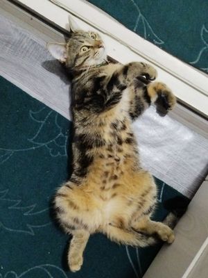 На вязку нужен кот