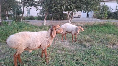 Egizak arashan qo'chqorchalar sotiladi