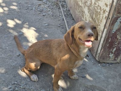 Ovchi it laqabi linda 1yoshda