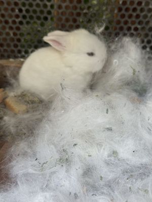 Продам sotish крольчат
