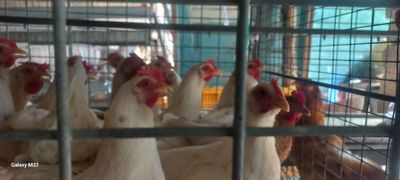 Продаю куры несушки