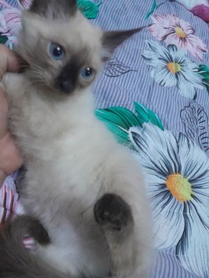 Продються котята сиямский