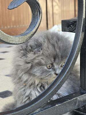 Котята от правильной вязки