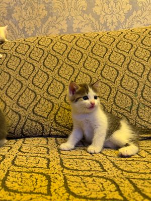 Шотландский скоттиш страйт 3 мальчик 1 девочка