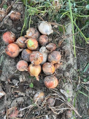 #продаётся срочно Piyoz sotiladi