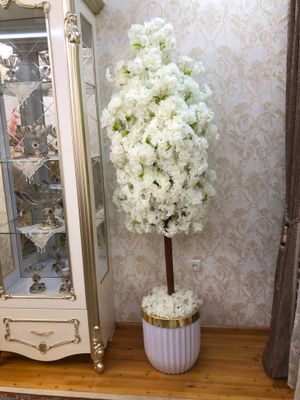 Sakura darahti