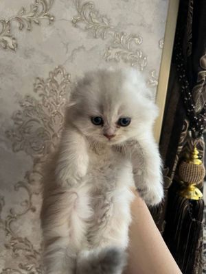 Золотая ва серебр шиншилла