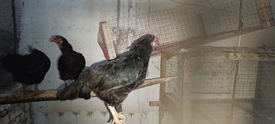 Қора Товуқ лар сотилади