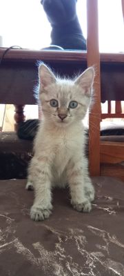 Продаётся очень милый котенок.