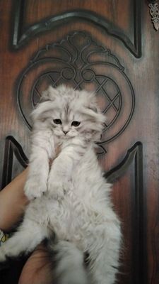 Мушук сотилади киз бола срочно ововрвррврврврвррврвртвововррарараррара