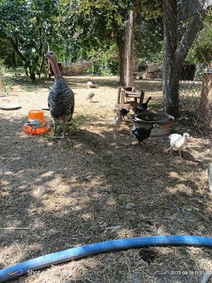 Kurka 8 ta jujalari bilan sotiladi yirik kurka zotlardan