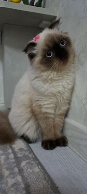 Scottish fold (скоттиш фолд)