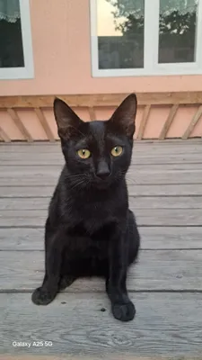 Бомбейский кот .