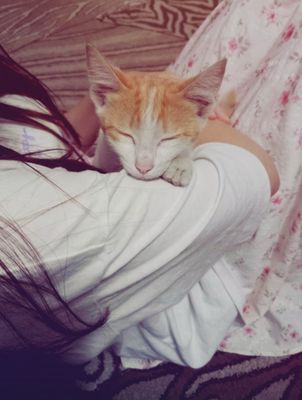 Котенок домашний срочно в добрые руки