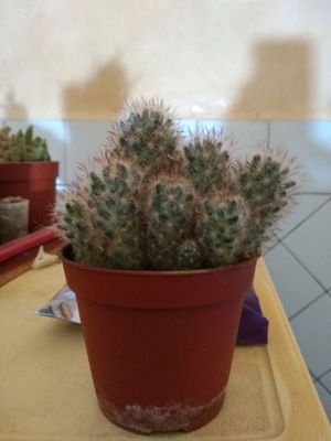 кактус