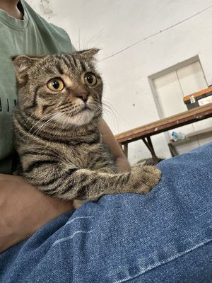 Кошкка скотч фолз