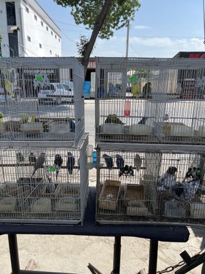 Barchsi bizda kep qolin va opqolin