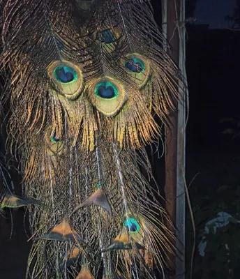 перья павлина